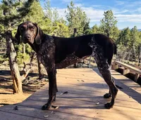 RAE , a female German Shorthaired Pointer for sale in Woodland Park, CO – Photo 5 of 9