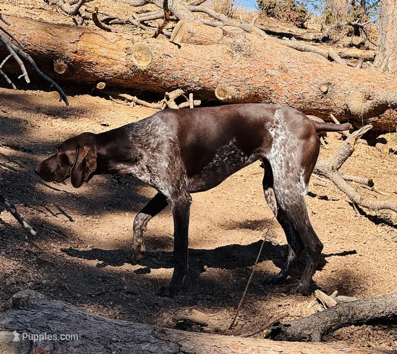 RAE  – German Shorthaired Pointer puppy for sale in Woodland Park, CO