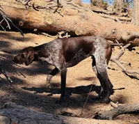 RAE , a female German Shorthaired Pointer for sale in Woodland Park, CO – Photo 1 of 9