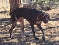 RAE , a female German Shorthaired Pointer for sale in Woodland Park, CO – Photo 3 of 9