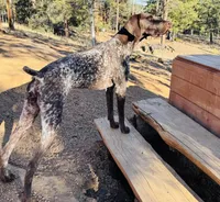 FRITZ, a male German Shorthaired Pointer for sale in Woodland Park, CO – Photo 9 of 10