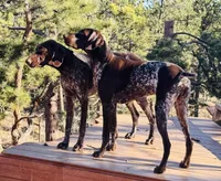 FRITZ, a male German Shorthaired Pointer for sale in Woodland Park, CO – Photo 4 of 10