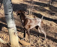 FRITZ, a male German Shorthaired Pointer for sale in Woodland Park, CO – Photo 10 of 10