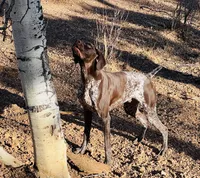 FRITZ, a male German Shorthaired Pointer for sale in Woodland Park, CO – Photo 3 of 10