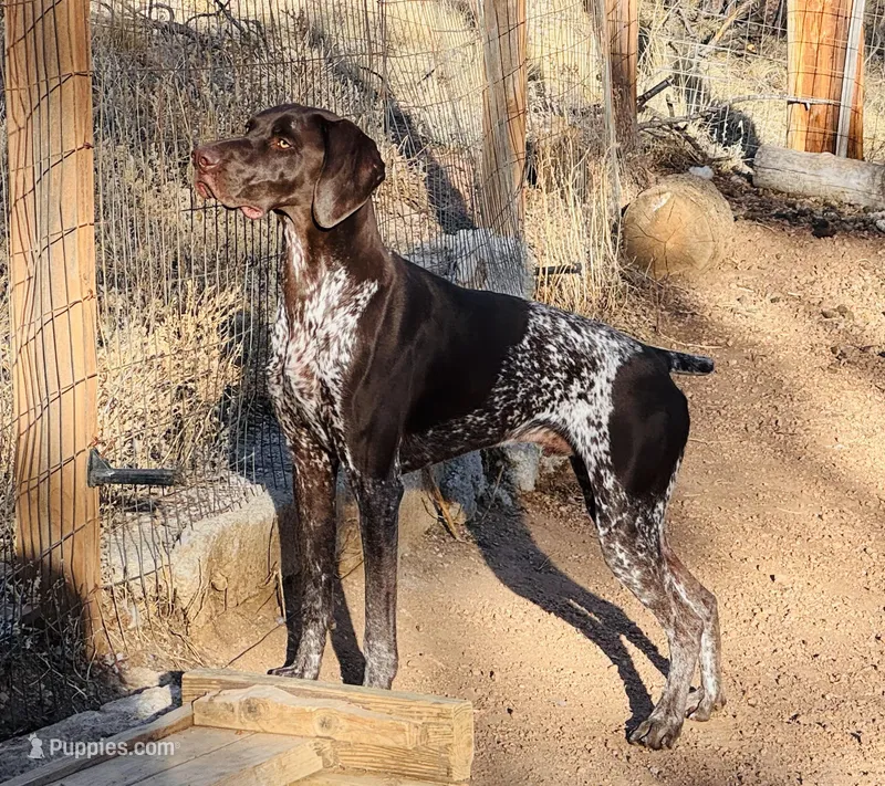 FRITZ – German Shorthaired Pointer puppy for sale in Woodland Park, CO