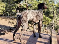 FRITZ, a male German Shorthaired Pointer for sale in Woodland Park, CO – Photo 2 of 10
