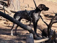 FRITZ, a male German Shorthaired Pointer for sale in Woodland Park, CO – Photo 6 of 10