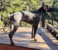 FRITZ, a male German Shorthaired Pointer for sale in Woodland Park, CO – Photo 5 of 10