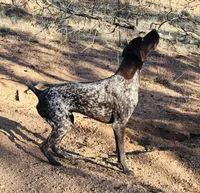 FRITZ, a male German Shorthaired Pointer for sale in Woodland Park, CO – Photo 8 of 10