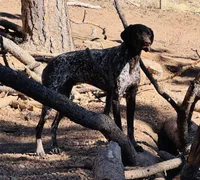 FRITZ, a male German Shorthaired Pointer for sale in Woodland Park, CO – Photo 7 of 10