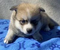 Bandit , a male Pomsky for sale in Battle Creek, MI – 6 of 10