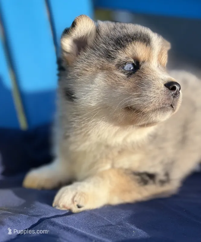 Bella – Pomsky puppy for sale in Battle Creek, MI