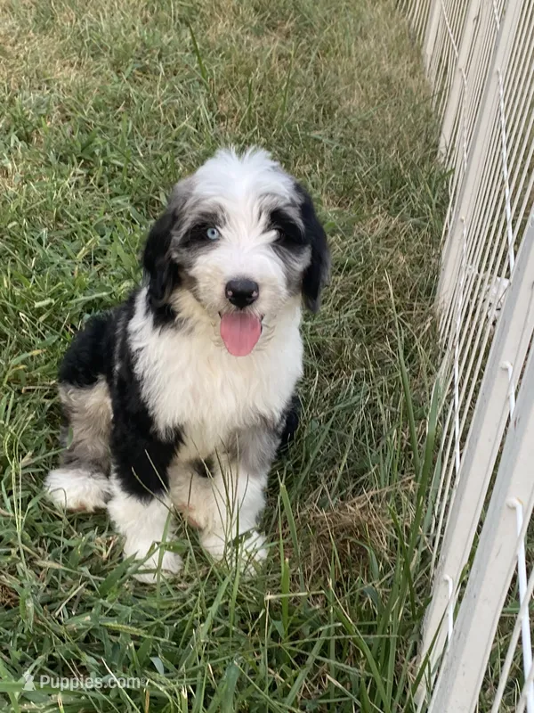 Blue – Bernedoodle puppy for sale in Battle Creek, MI
