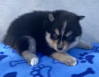 Koda, a male Pomsky for sale in Battle Creek, MI – 4 of 8