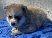 Bandit , a male Pomsky for sale in Battle Creek, MI – 3 of 10