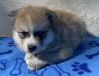 Bandit , a male Pomsky for sale in Battle Creek, MI – 9 of 10