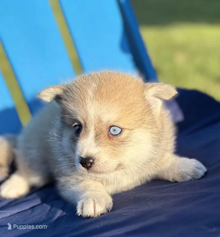 Bandit  – Pomsky puppy for sale in Battle Creek, MI