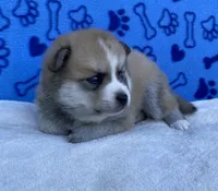 Bandit , a male Pomsky for sale in Battle Creek, MI – 10 of 10