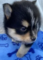 Koda, a male Pomsky for sale in Battle Creek, MI – 3 of 8