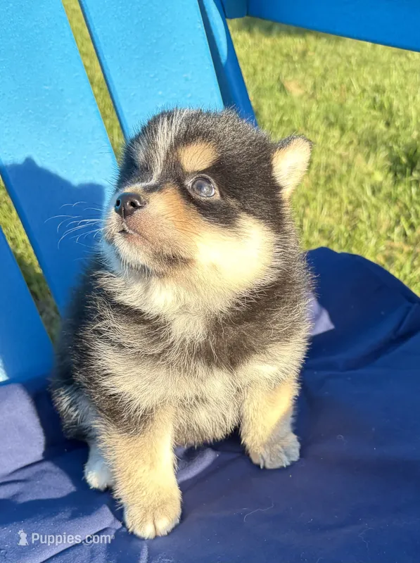 Koda – Pomsky puppy for sale in Battle Creek, MI