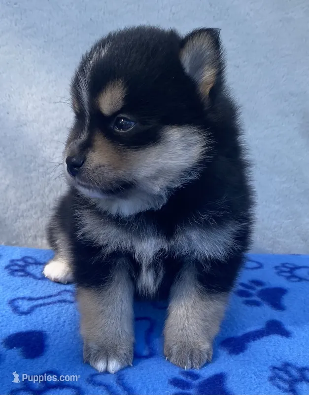 Koda – Pomsky puppy for sale in Battle Creek, MI