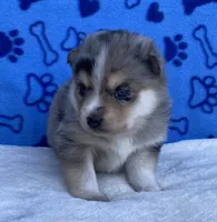 Bella, a female Pomsky for sale in Battle Creek, MI – 3 of 7