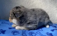 Bella, a female Pomsky for sale in Battle Creek, MI – 6 of 7
