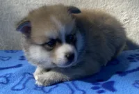 Bandit , a male Pomsky for sale in Battle Creek, MI – 4 of 10