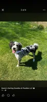 Denver, a male Bernedoodle for sale in Battle Creek, MI – 2 of 2