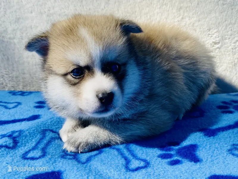 Bandit  – Pomsky puppy for sale in Battle Creek, MI