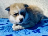 Bandit , a male Pomsky for sale in Battle Creek, MI – 1 of 10