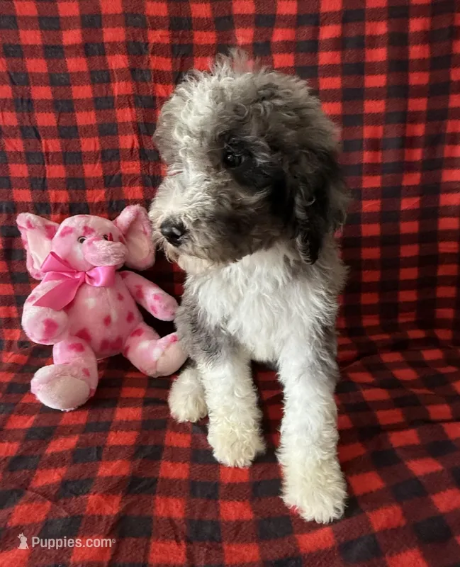 Bella, a female Bernedoodle for sale in Battle Creek, MI – Photo 1 of 6