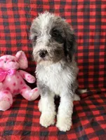 Bella, a female Bernedoodle for sale in Battle Creek, MI – Photo 4 of 6
