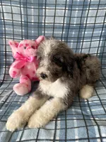 Bella, a female Bernedoodle for sale in Battle Creek, MI – Photo 6 of 6