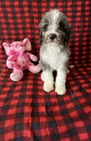 Bella, a female Bernedoodle for sale in Battle Creek, MI – Photo 2 of 6