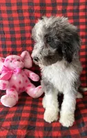 Bella, a female Bernedoodle for sale in Battle Creek, MI – Photo 3 of 6