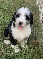 Blue, a male Bernedoodle for sale in Battle Creek, MI – 6 of 6