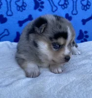 Bella, a female Pomsky for sale in Battle Creek, MI – 7 of 7