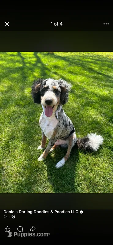 Denver – Bernedoodle puppy for sale in Battle Creek, MI