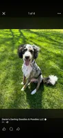 Denver, a male Bernedoodle for sale in Battle Creek, MI – 1 of 2