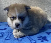 Bandit , a male Pomsky for sale in Battle Creek, MI – 5 of 10