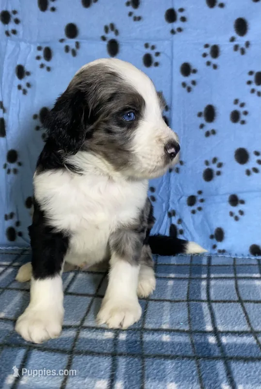 Blue – Bernedoodle puppy for sale in Battle Creek, MI
