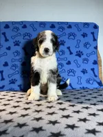 Blue, a male Bernedoodle for sale in Battle Creek, MI – 3 of 4