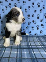 Blue, a male Bernedoodle for sale in Battle Creek, MI – 2 of 4