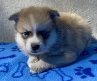 Bandit , a male Pomsky for sale in Battle Creek, MI – 7 of 10