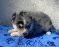 Bella, a female Pomsky for sale in Battle Creek, MI – 4 of 7