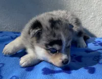 Bella, a female Pomsky for sale in Battle Creek, MI – 2 of 7