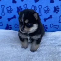 Koda, a male Pomsky for sale in Battle Creek, MI – 2 of 8
