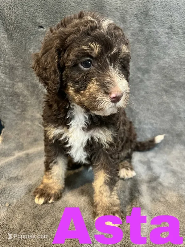 Asta, a female Bernedoodle for sale in Battle Creek, MI – 1 of 1