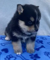 Koda, a male Pomsky for sale in Battle Creek, MI – 7 of 8